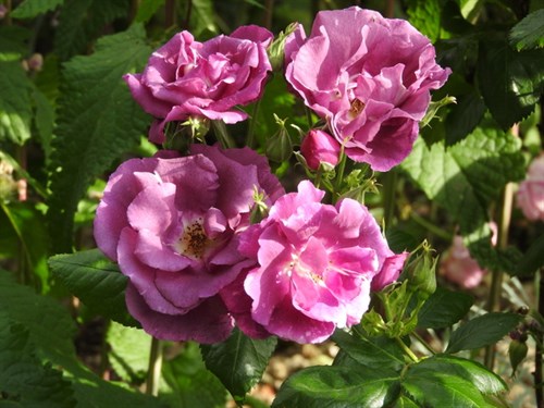 DSCN0326
