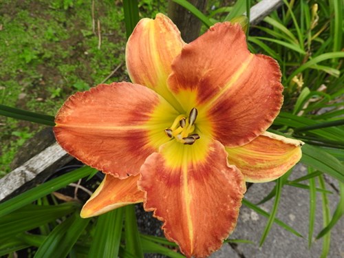 DSCN0595