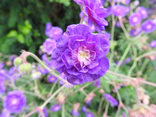 DSCN0587