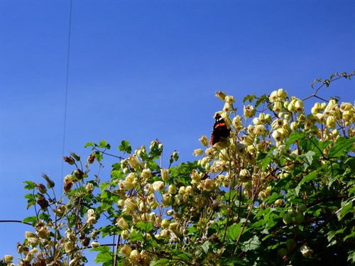 DSCN1365