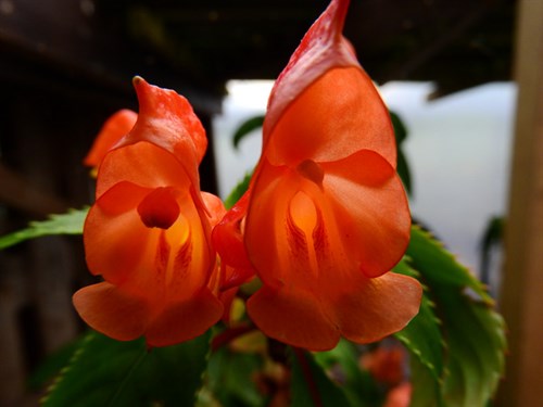 DSCN1456