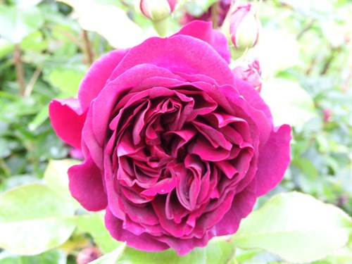 DSCN3121