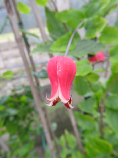 DSCN3532