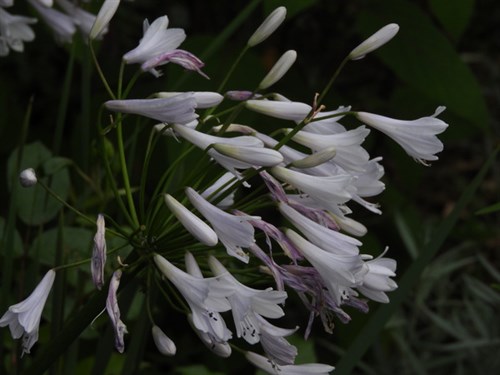 DSCN3957