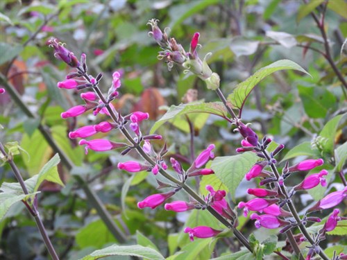 DSCN3959