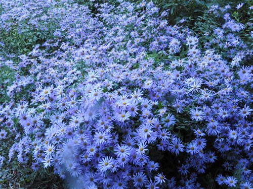 DSCN4290-001