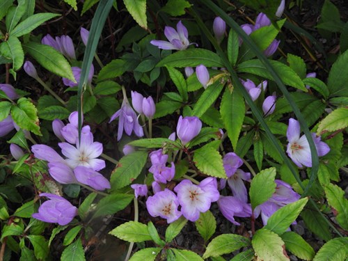 DSCN4194-001