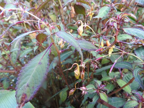 DSCN4097-001