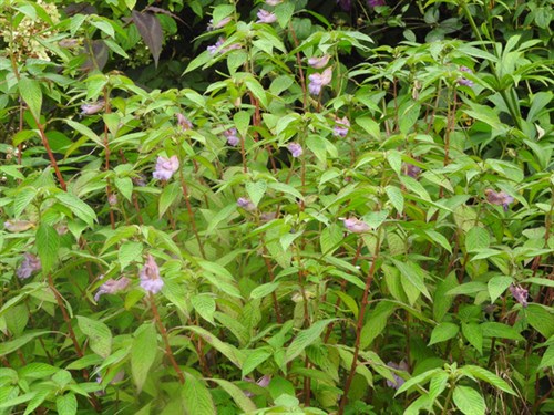 DSCN4108-001