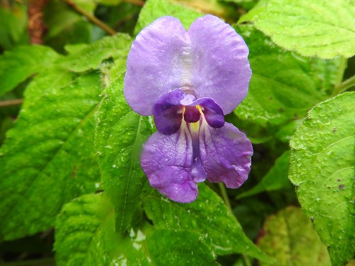 DSCN4220-001