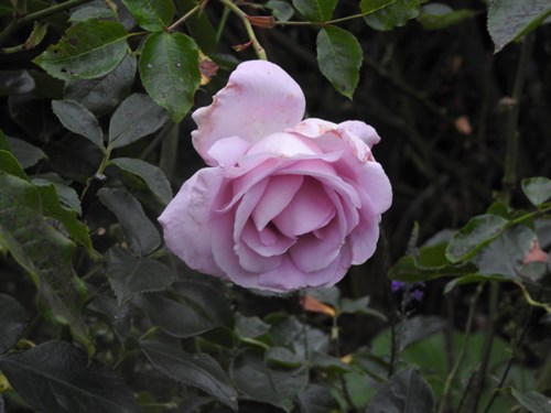 DSCN4206-001