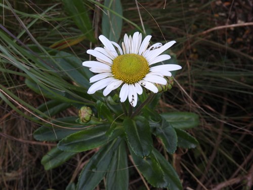 DSCN4869