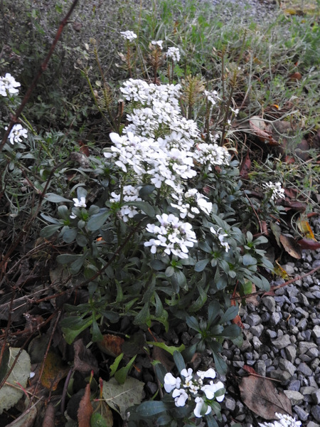 DSCN5051