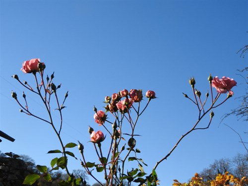 DSCN5090