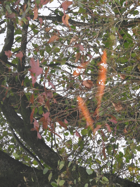DSCN4827