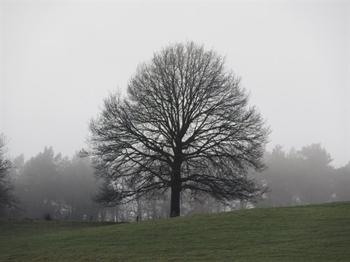 DSCN5323