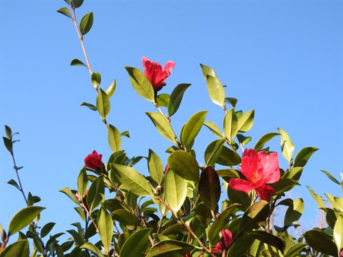 DSCN5500