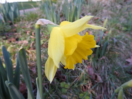 DSCN5511