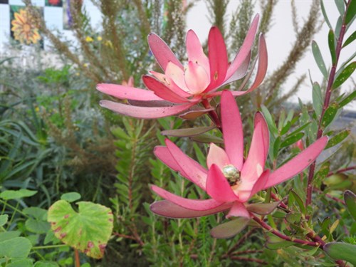 DSCN5701