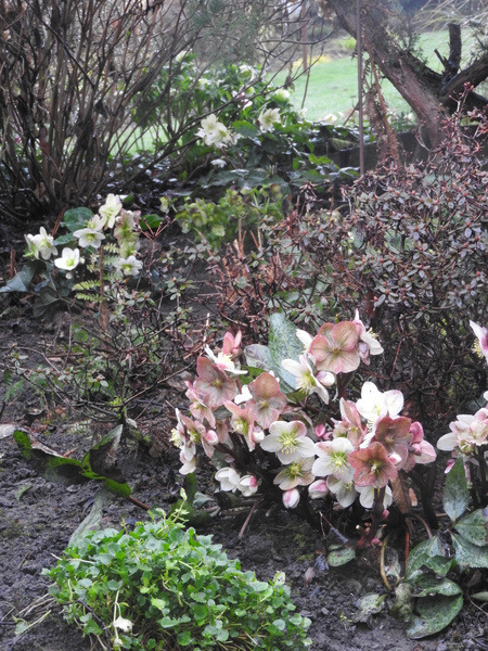 DSCN5957-001