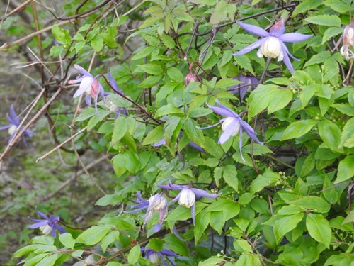 DSCN6554