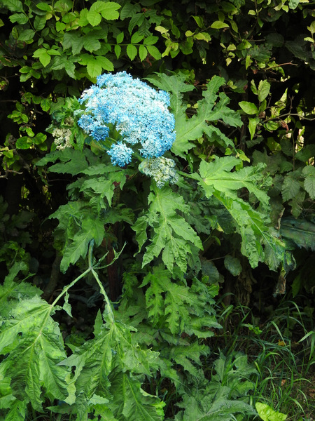DSCN7405