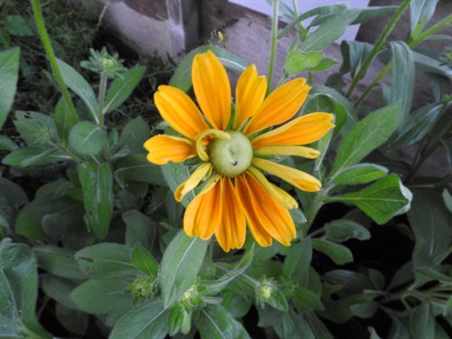 DSCN7747