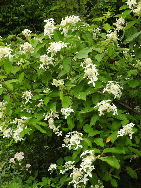 DSCN8093