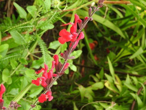 DSCN8136