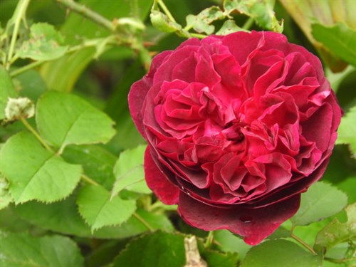 DSCN8139