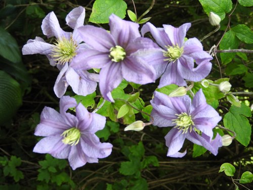DSCN8194