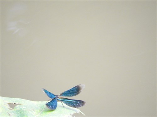 DSCN8366