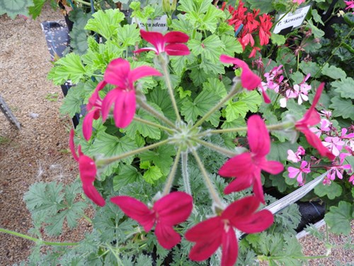 DSCN8449