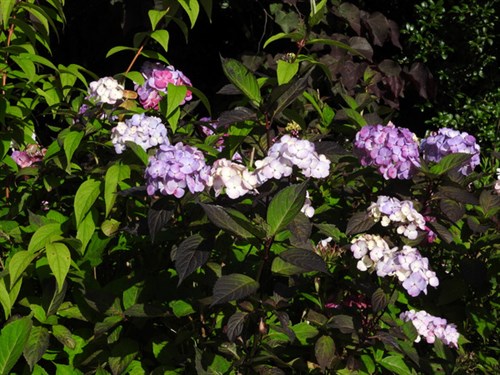 DSCN8494
