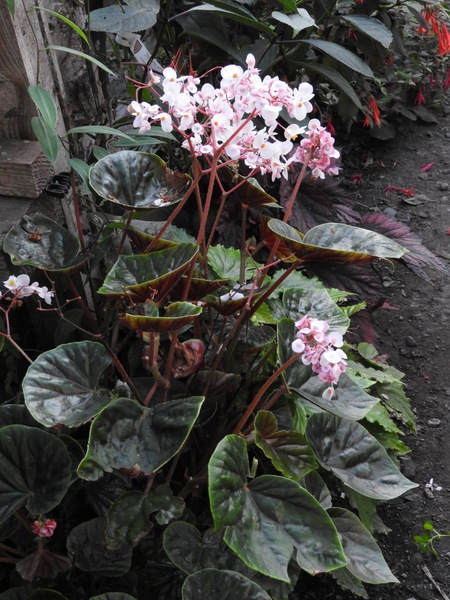 DSCN8605