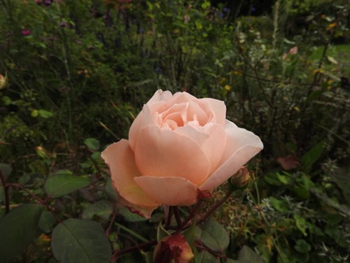 DSCN8796