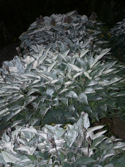 P1020429