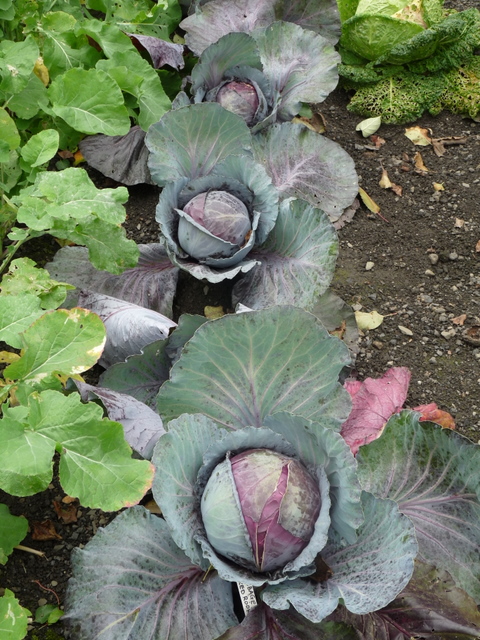 P1020925