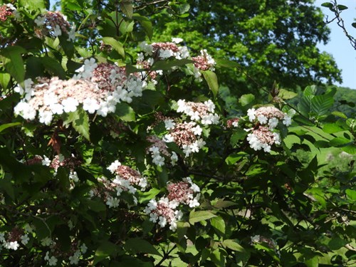 DSCN0273