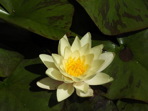 DSCN0538