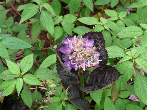 P1030150-1