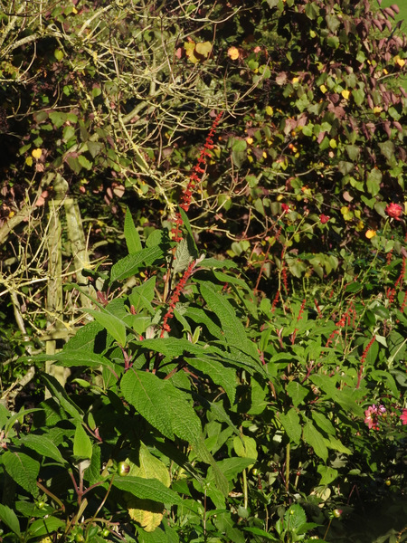 DSCN1056