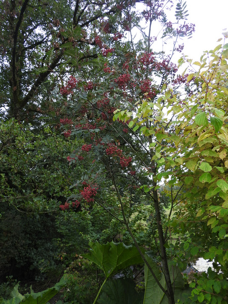 DSCN1153