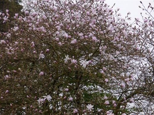 P1050028 (1)