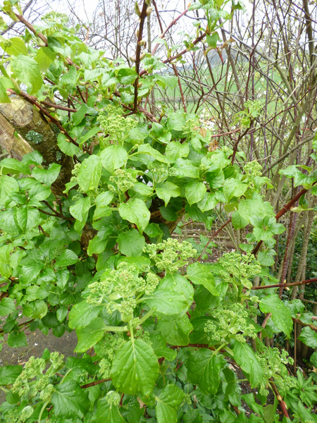 P1050245