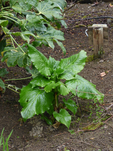 P1050249