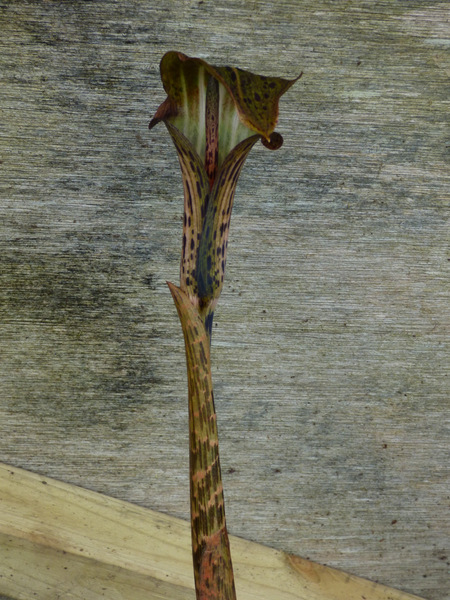 P1050259