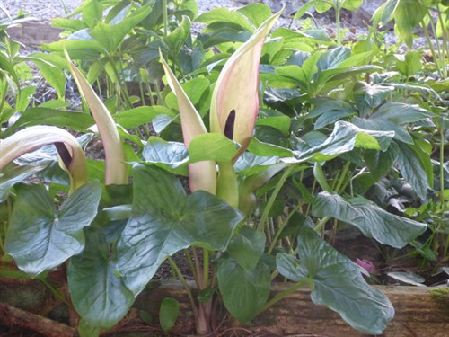 P1050277
