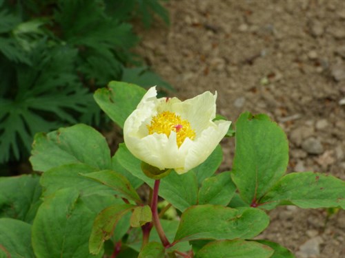 P1050295