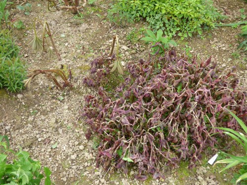 P1050391
